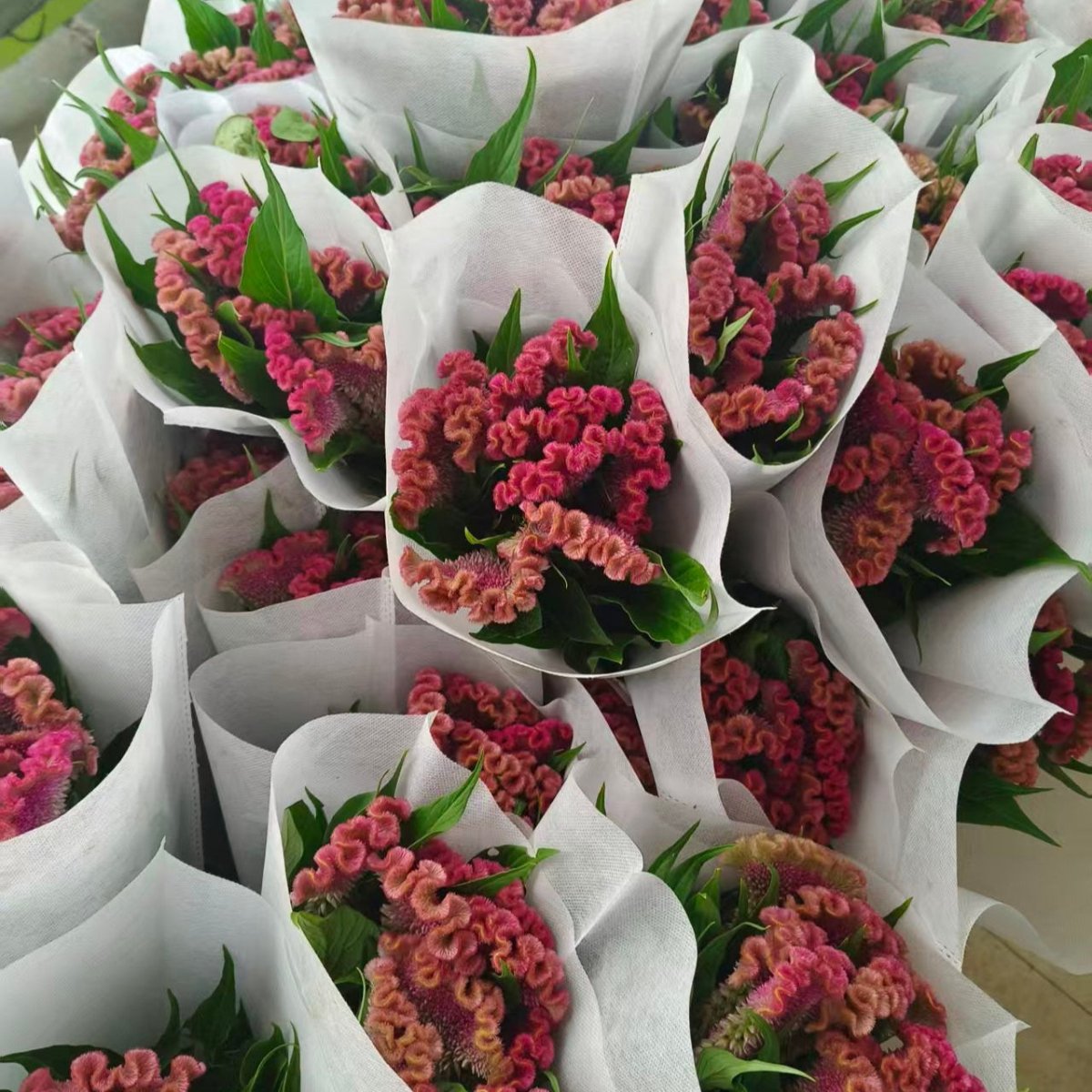 Cookscomb( Flat) pink鸡冠花扁头粉色 - FOREVERMORE