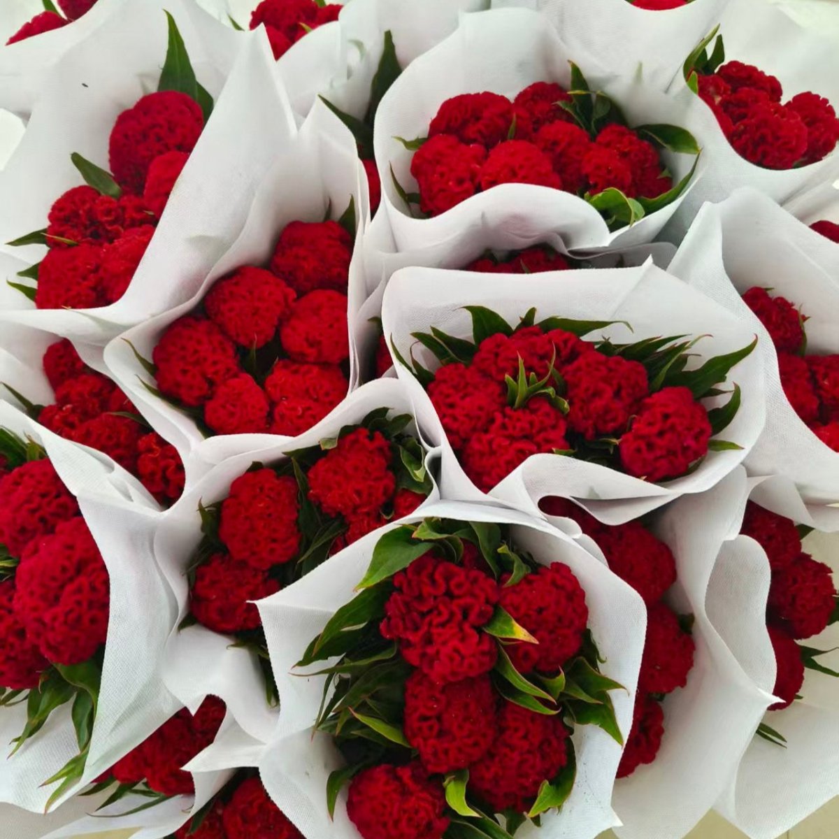 Cookscomb red 鸡冠花红色 - FOREVERMORE