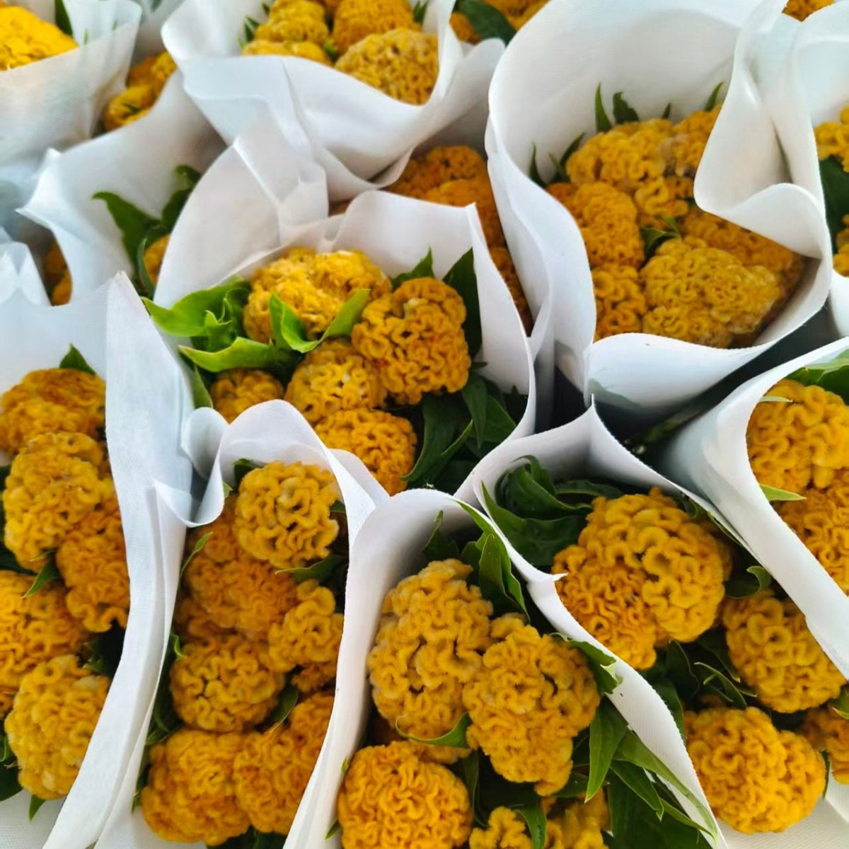 Cookscomb yellow 鸡冠花黄色 - FOREVERMORE