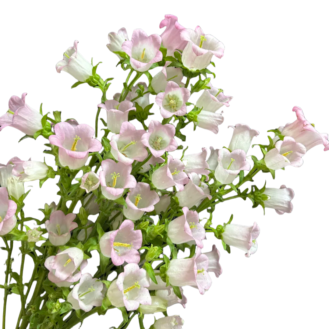 Ozothamnus Pink