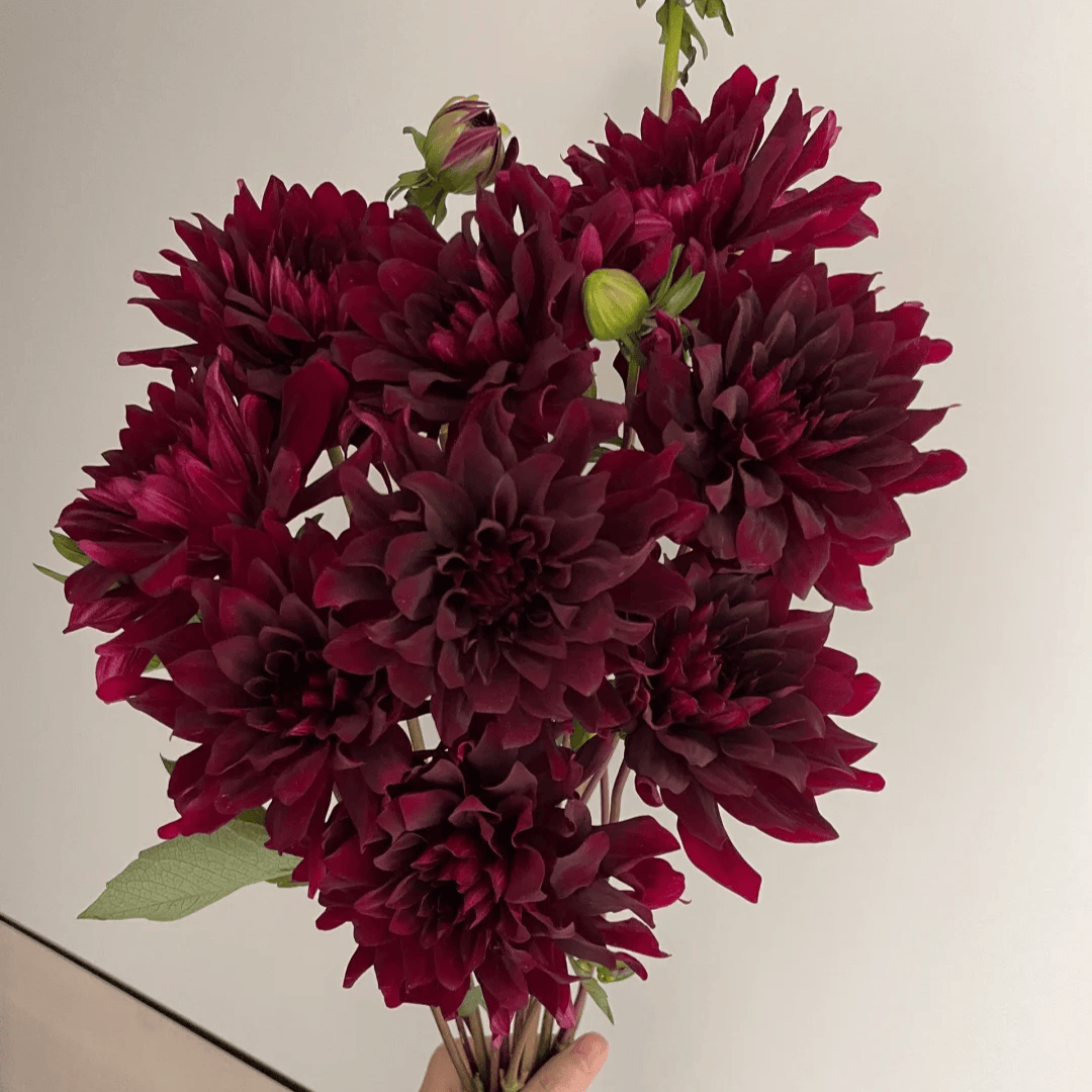 Dahlia Cocoa 大丽花 可可豆 - FOREVERMORE