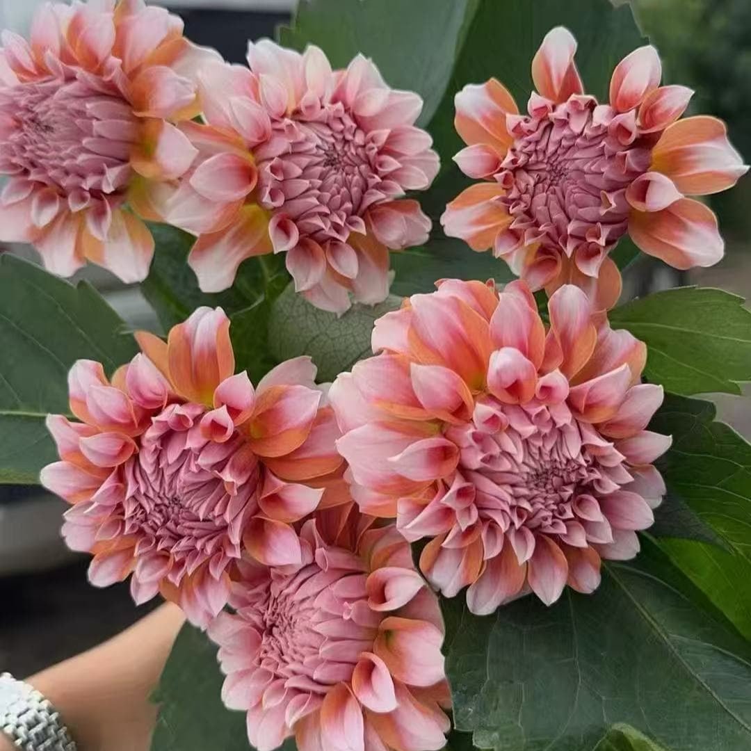 Dahlia Cream peach大丽花 奶油桃子 - FOREVERMORE