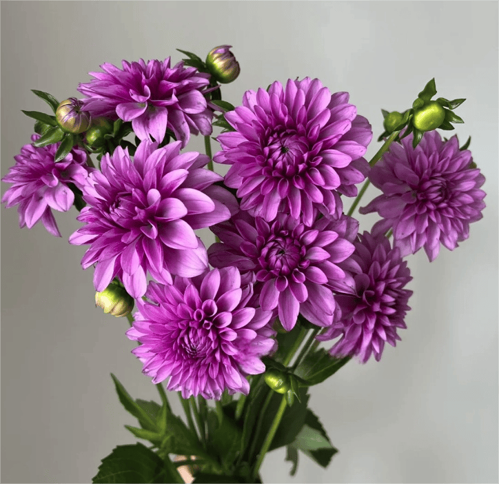 Dahlia Moon Purple大丽花 月亮石 - FOREVERMORE