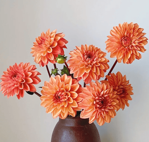 Dahlia Orange stone大丽花 橙色石头 - FOREVERMORE