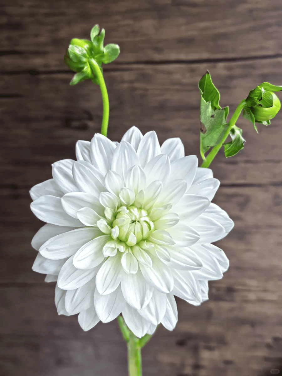 Dahlia White 大丽花白石英 - FOREVERMORE