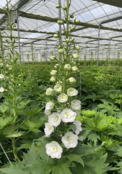 Delphinium Aurora Series White极光白色大飞燕 - FOREVERMORE
