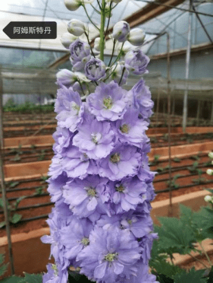 Delphinium David Series Amsterdam戴维系列阿姆斯特丹 - FOREVERMORE