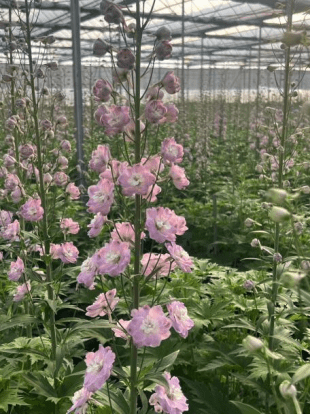 Delphinium David Series Flamingo戴维系列火烈鸟 - FOREVERMORE