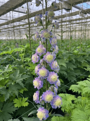 Delphinium Highlander Series Bolero高地人波列罗 - FOREVERMORE