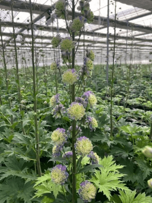 Delphinium Highlander Series Purple Edge高地人紫边 - FOREVERMORE