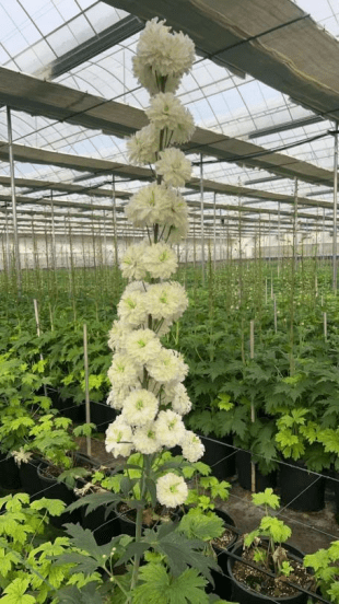 Delphinium Highlander Series Samba高地人桑巴 - FOREVERMORE