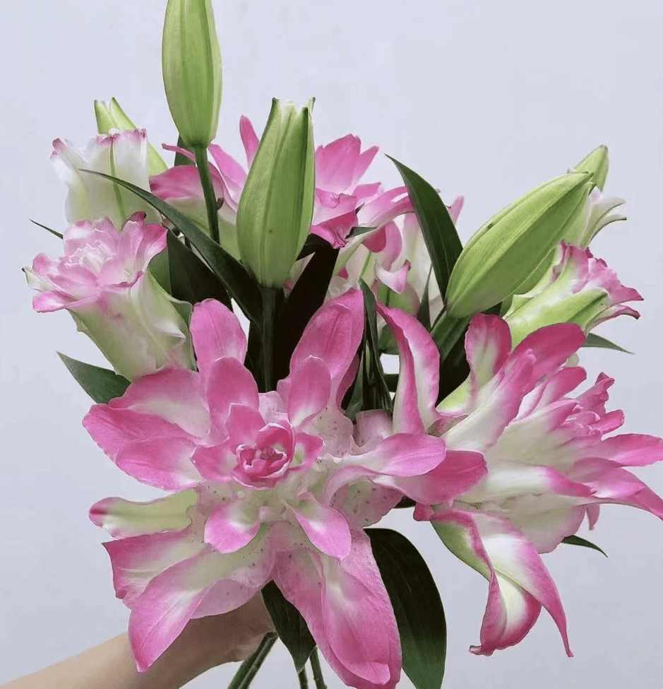 Double Lily Honey Pink 水蜜桃 - FOREVERMORE