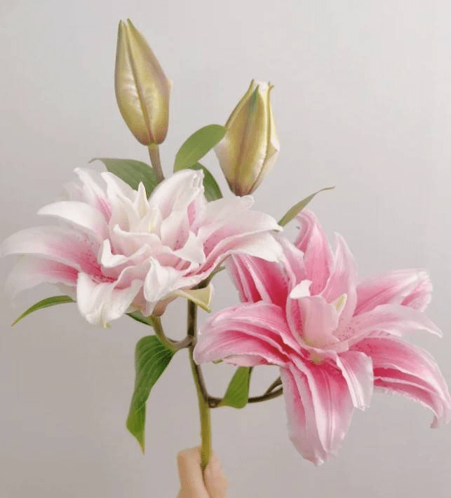 Double Lily Isabella (Pink) 伊莎贝拉 - FOREVERMORE