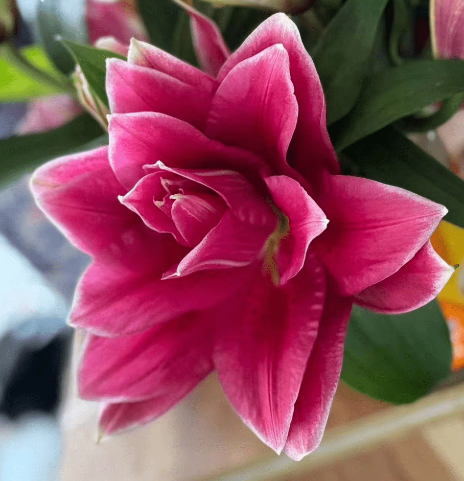 Double Lily Manoska（Pink）曼诺斯卡 - FOREVERMORE