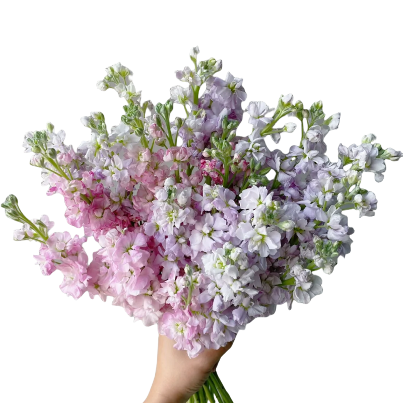 Matthiola