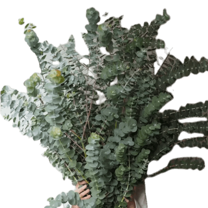 Eucalyptus Baby Blue - FOREVERMORE