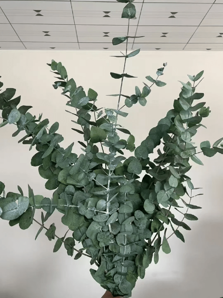 Eucalyptus cinerea 尤加利叶大桉叶 - FOREVERMORE