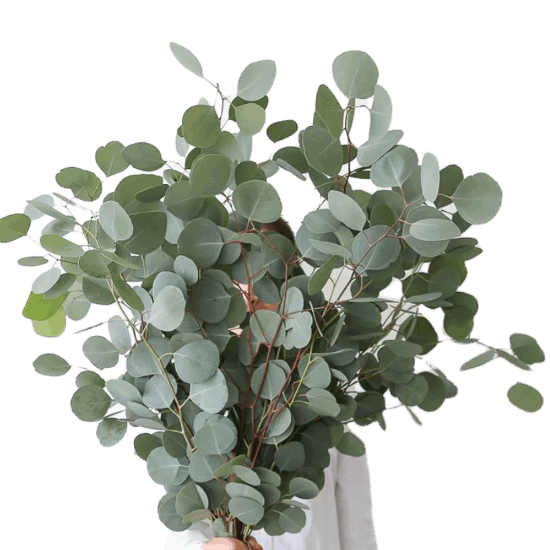 Eucalyptus Parvifolia - FOREVERMORE