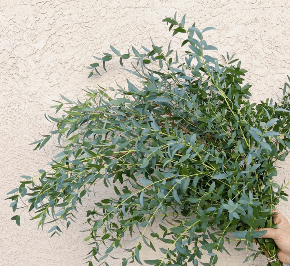 Eucalyptus  Paviflora尤加利细叶 - FOREVERMORE