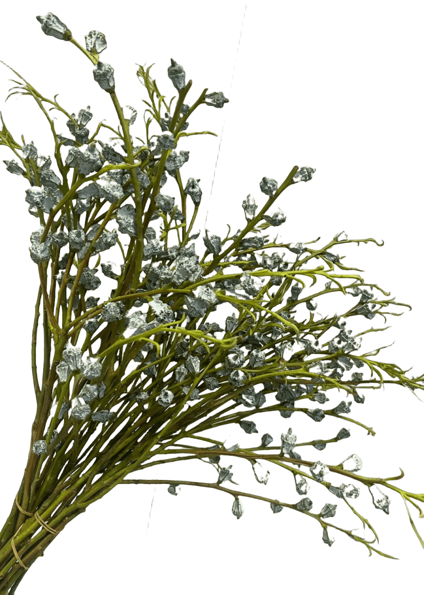 Eucalyptus Tetragona - FOREVERMORE