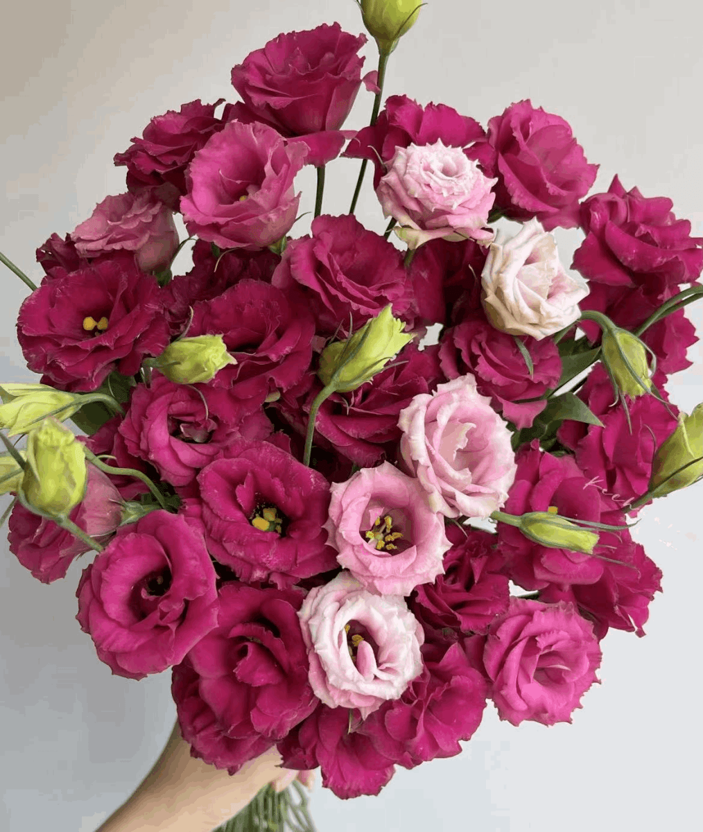 Eustoma Burgundy 洋桔梗酒红 800g/Bun. - FOREVERMORE