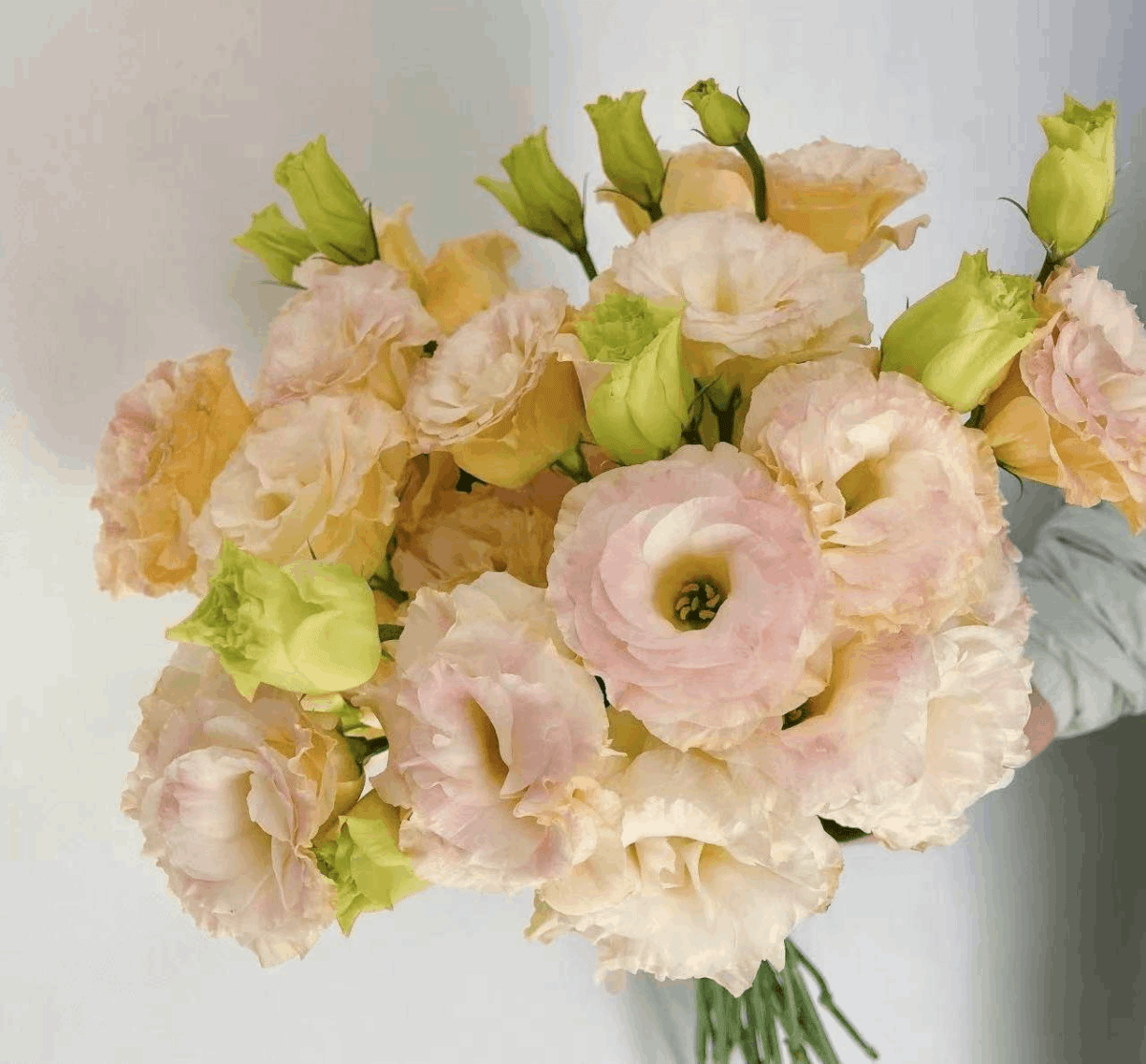 Eustoma Champion 洋桔梗香槟色 800g/Bun. - FOREVERMORE