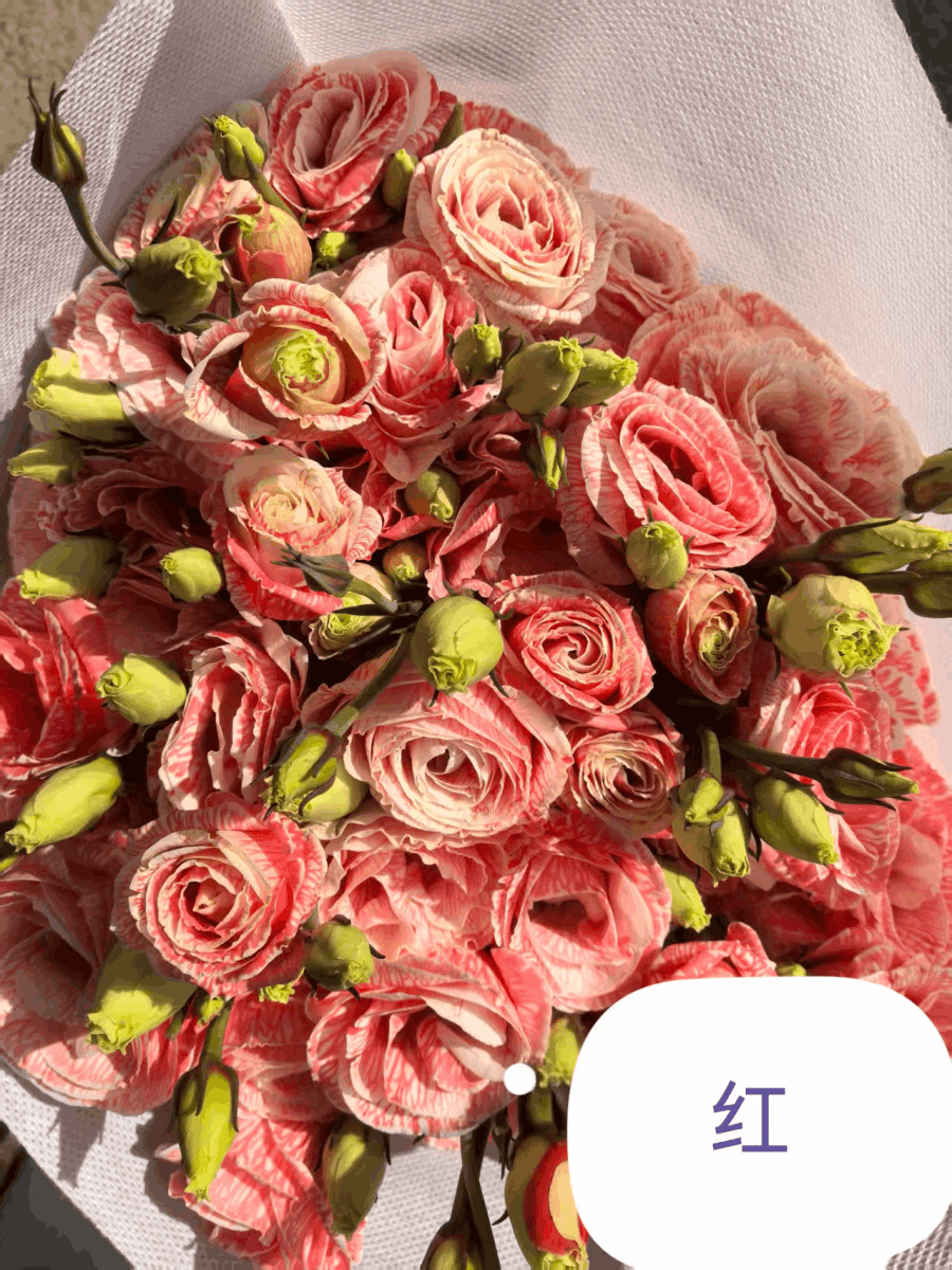 Eustoma - Color Absorption red 吸色红 800g/Bun. - FOREVERMORE
