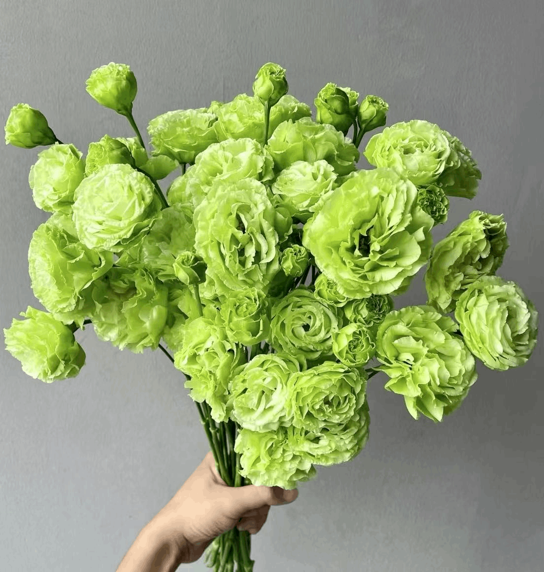 Eustoma Emerald Green 洋桔梗翠绿 800g/Bun. - FOREVERMORE