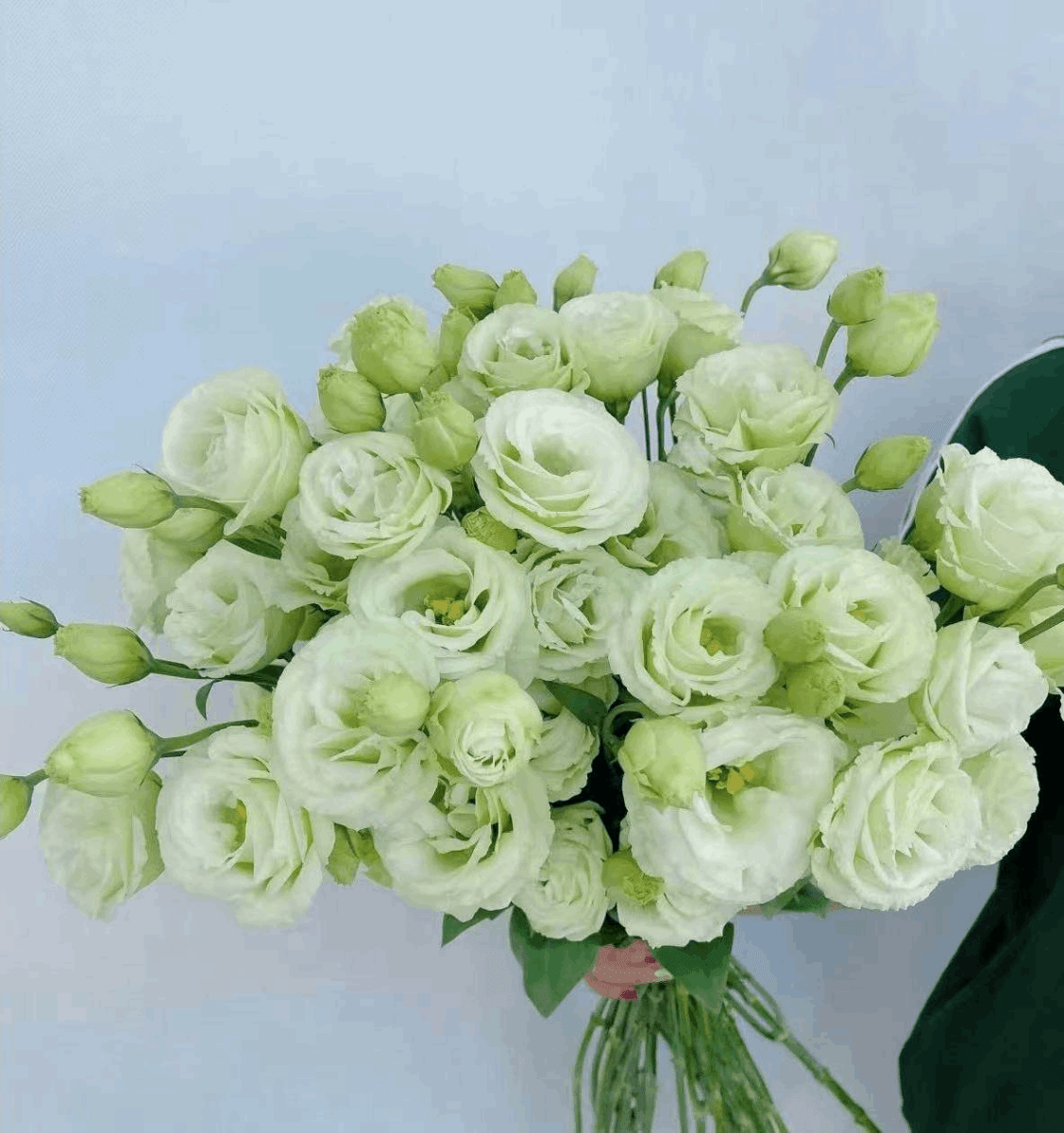 Eustoma Green 洋桔梗绿色 800g/Bun. - FOREVERMORE