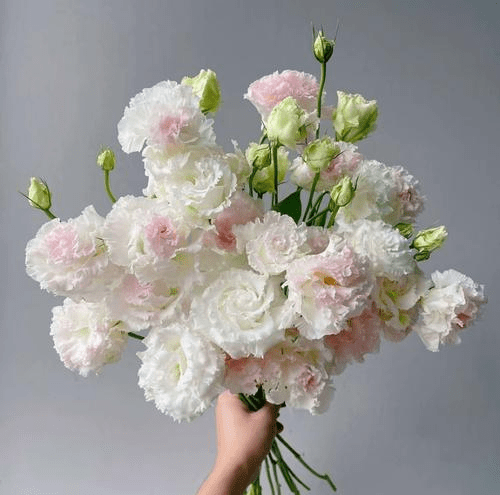 Eustoma Ice Cream 洋桔梗冰淇淋 800g/Bun. - FOREVERMORE