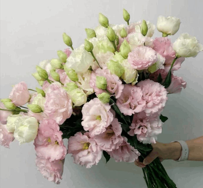Eustoma Peach pink 洋桔梗肉粉 800g/Bun. - FOREVERMORE
