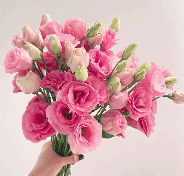 Eustoma Pink 洋桔梗粉色 800g/Bun. - FOREVERMORE