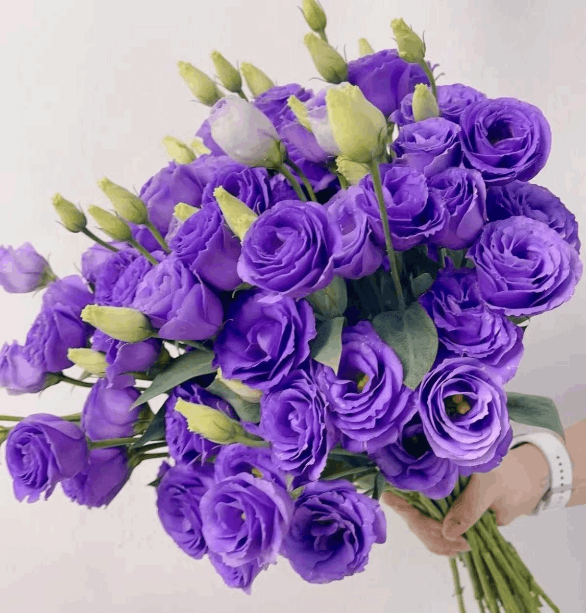 Eustoma Purple 洋桔梗清新紫 800g/Bun. - FOREVERMORE