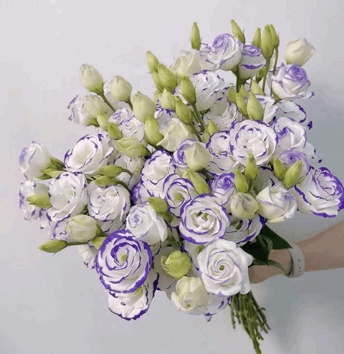 Eustoma Purple - margined 洋桔梗紫边 800g/Bun. - FOREVERMORE