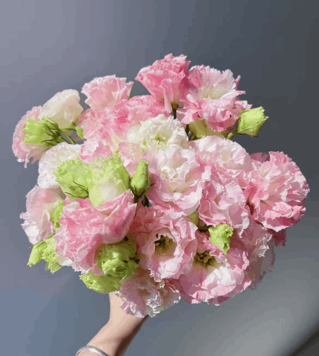 Eustoma Sunny Pink 洋桔梗阳光粉 800g/Bun. - FOREVERMORE