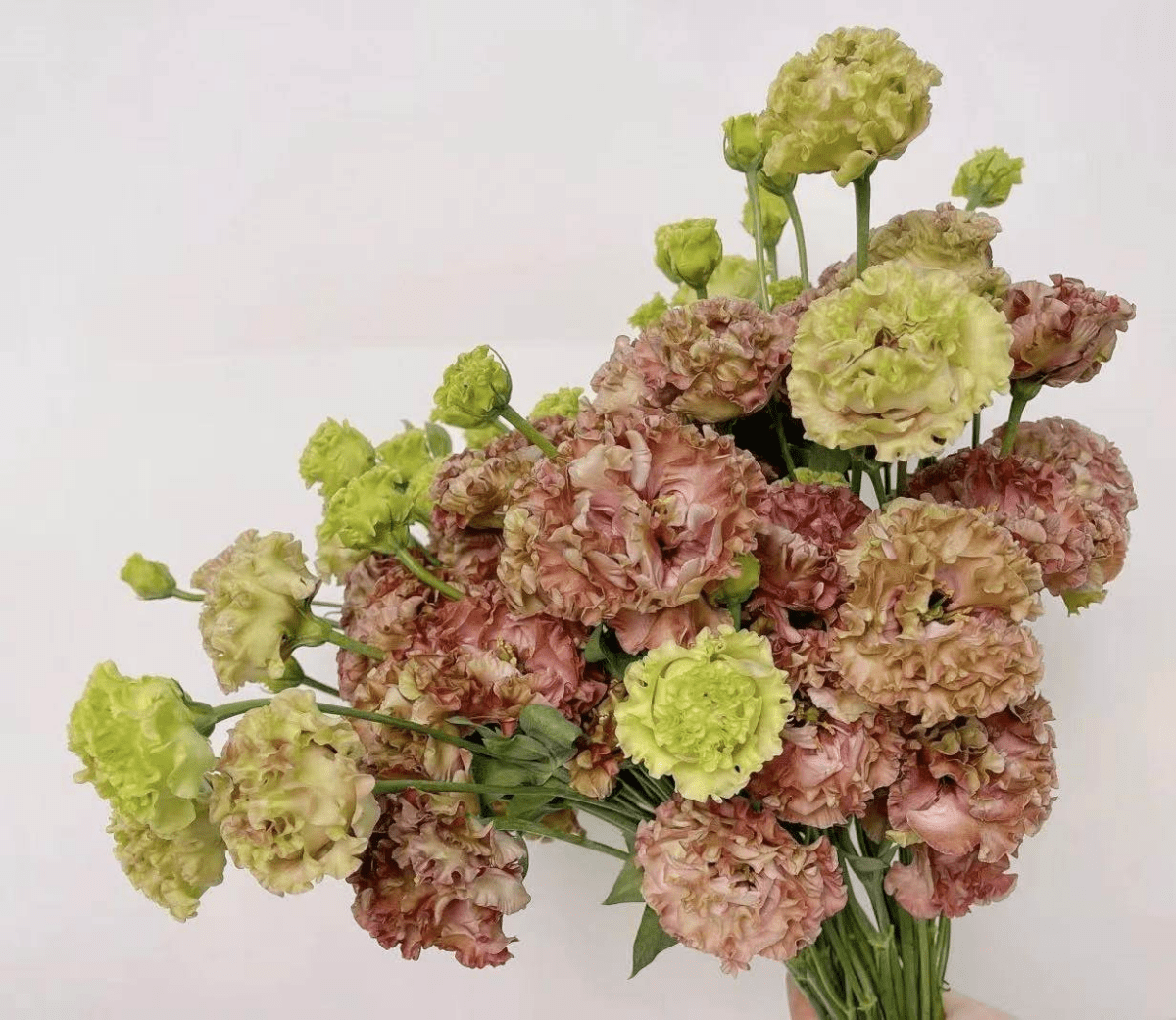 Eustoma Tawny 洋桔梗茶色 800g/Bun. - FOREVERMORE