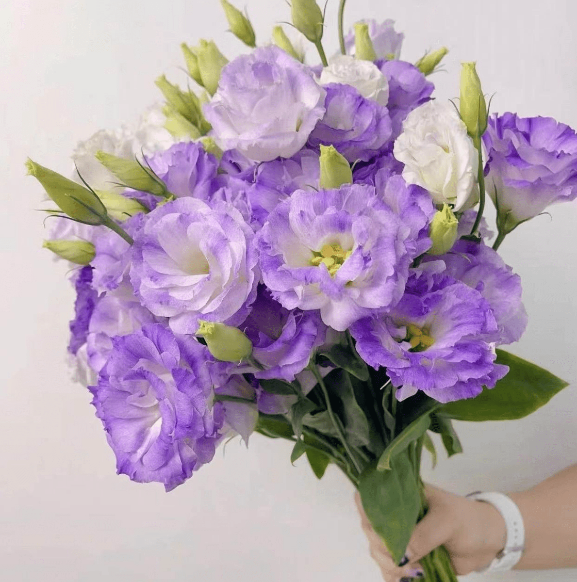 Eustoma Wavy Purple 洋桔梗波浪浅紫 800g/Bun. - FOREVERMORE