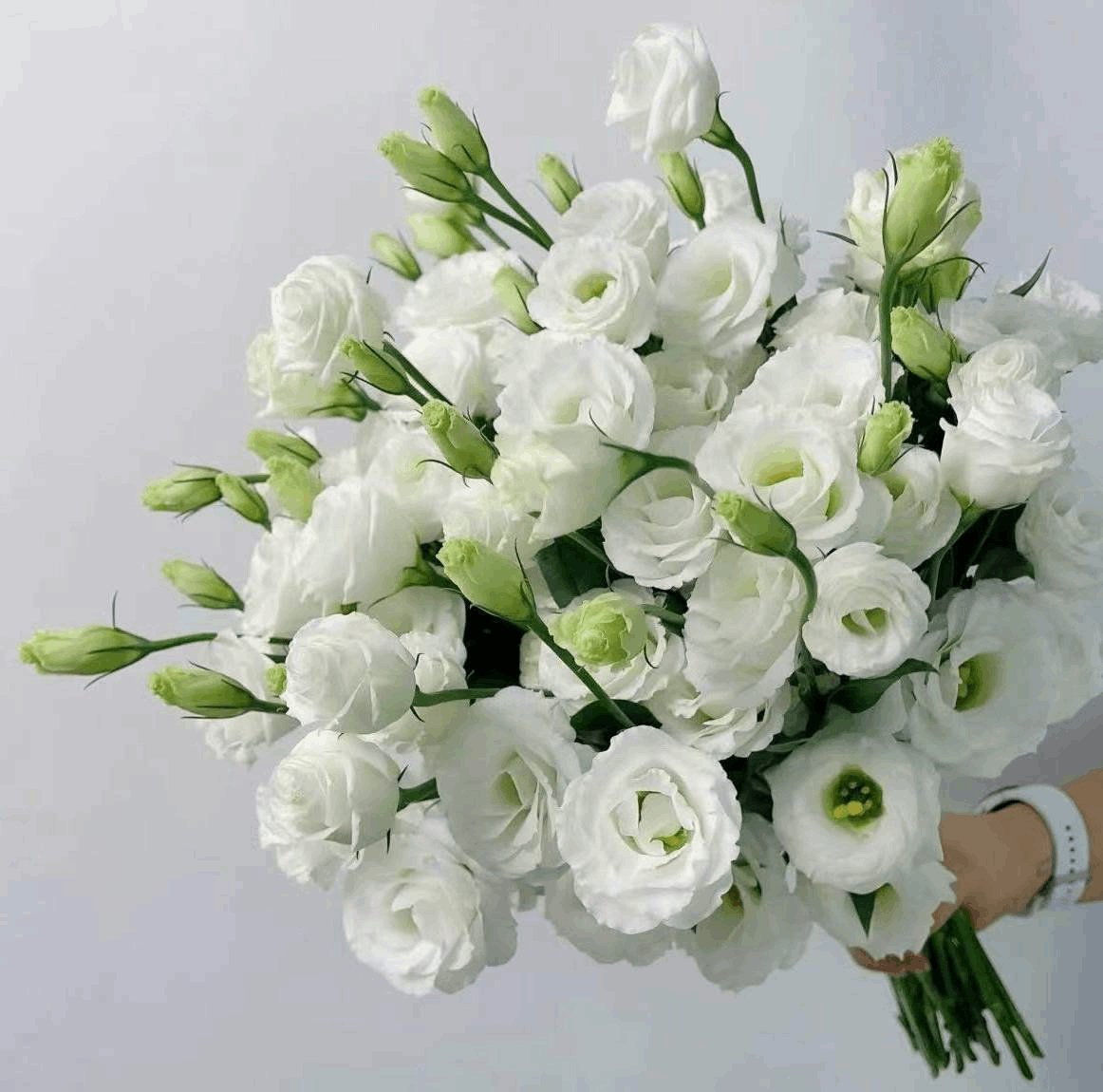 Eustoma White 洋桔梗绿白色 800g/Bun. - FOREVERMORE