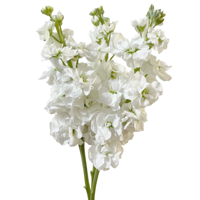 Matthiola