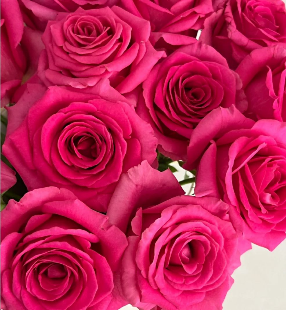 Floyd Roses - Dark Pink 50cm - FOREVERMORE