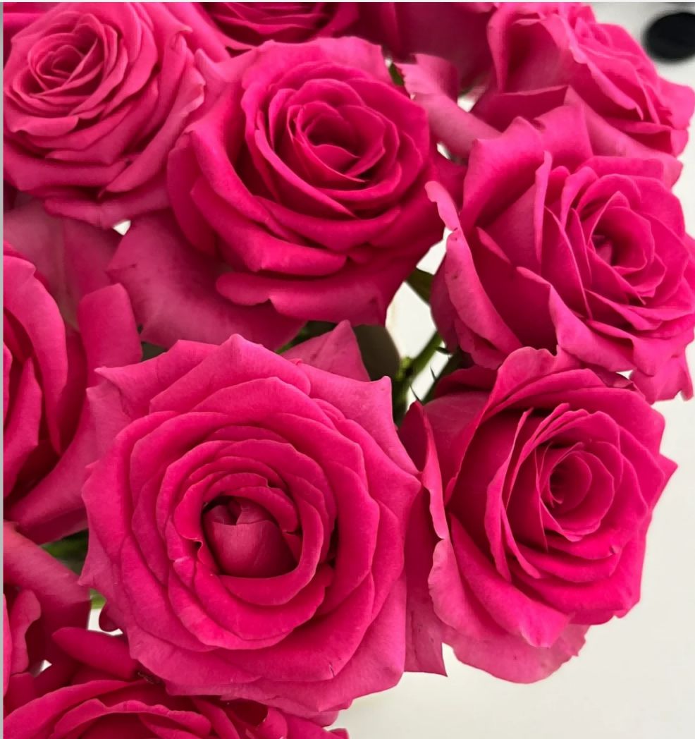 Floyd Roses - Dark Pink 50cm - FOREVERMORE