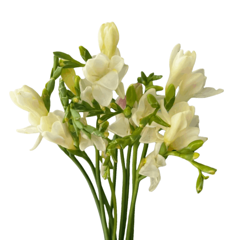 Freesia - FOREVERMORE