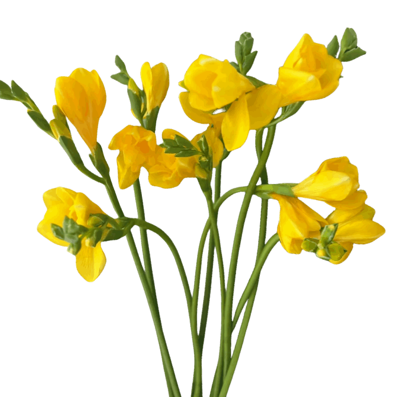 Freesia - FOREVERMORE