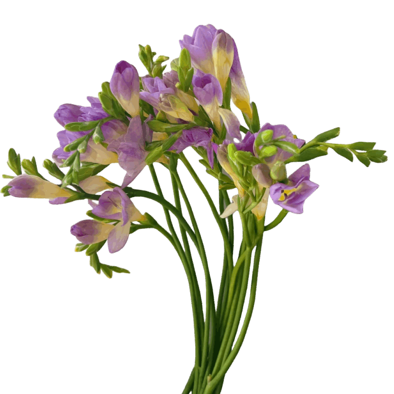Freesia - FOREVERMORE