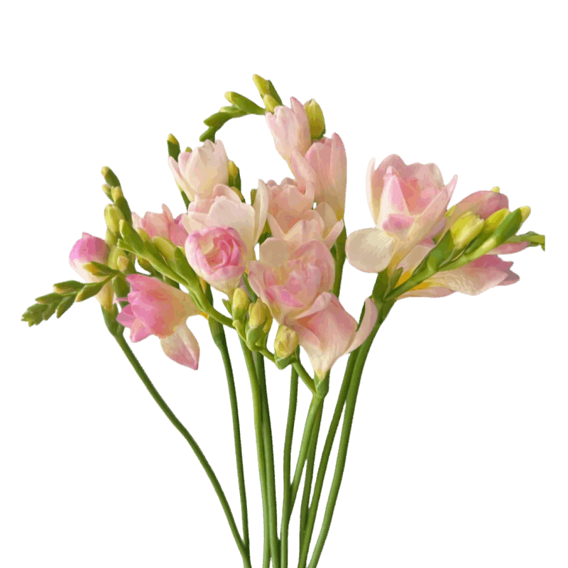 Freesia - FOREVERMORE