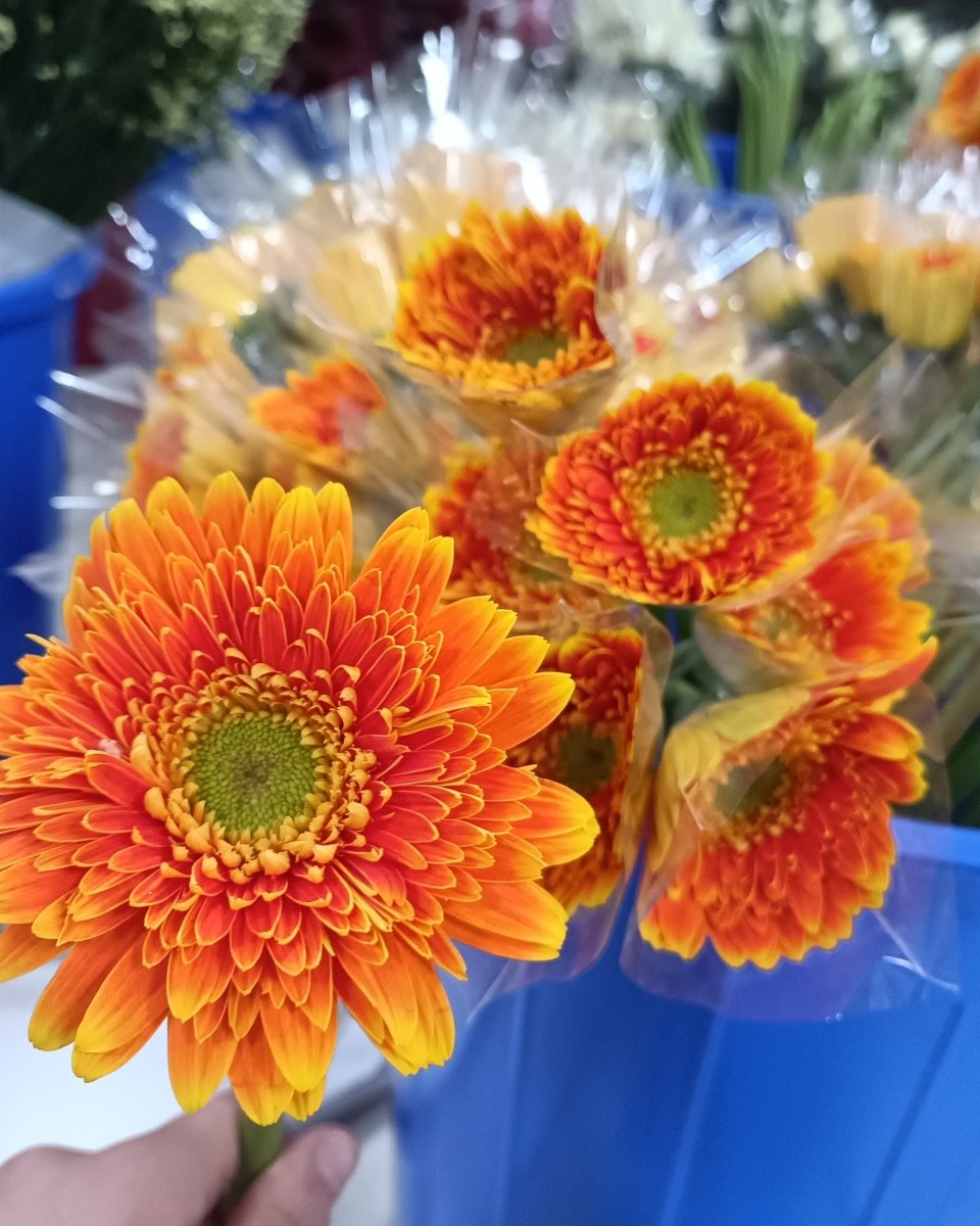 Gerbera orange 非洲菊橙色 - FOREVERMORE