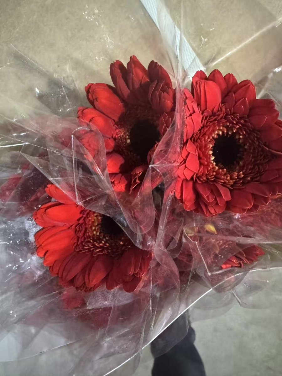 Gerbera red非洲菊红色 - FOREVERMORE