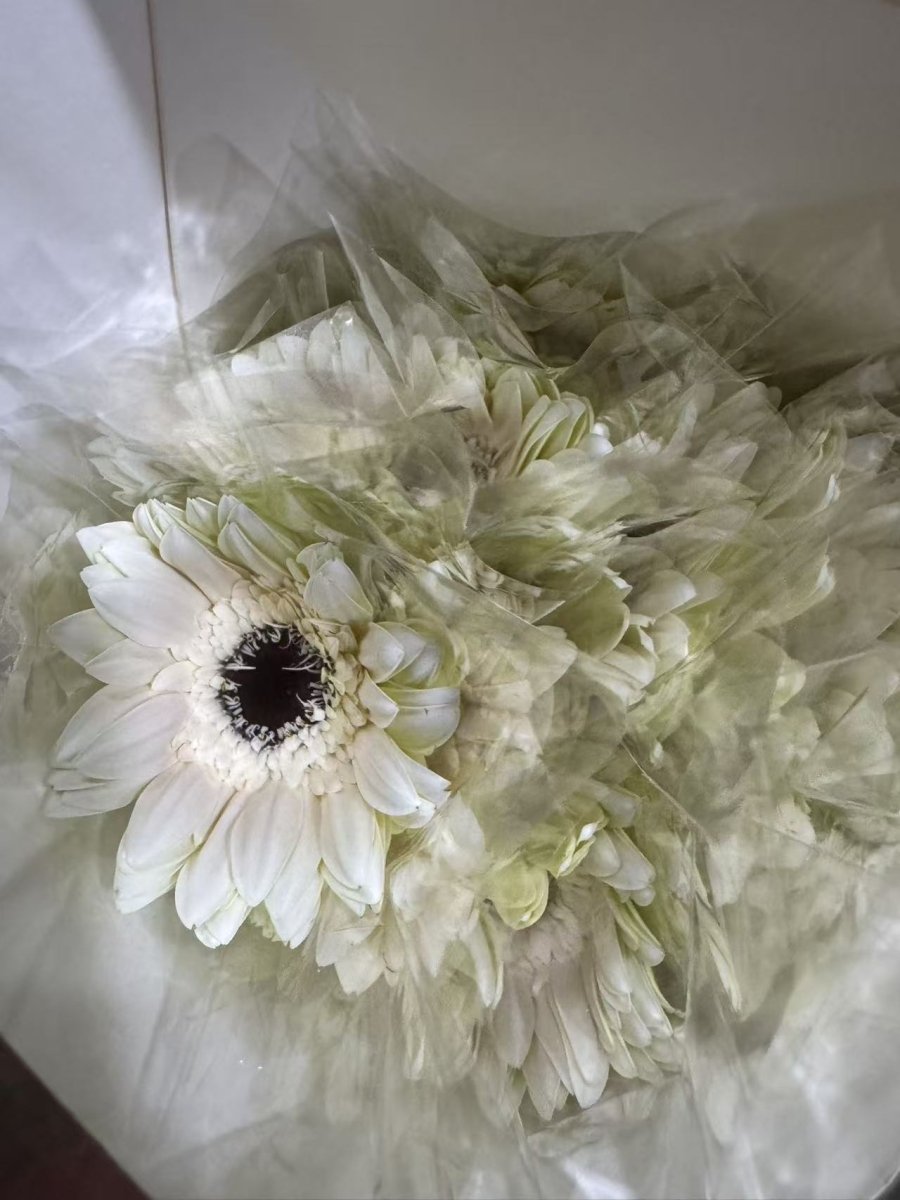 Gerbera white非洲菊白色 - FOREVERMORE