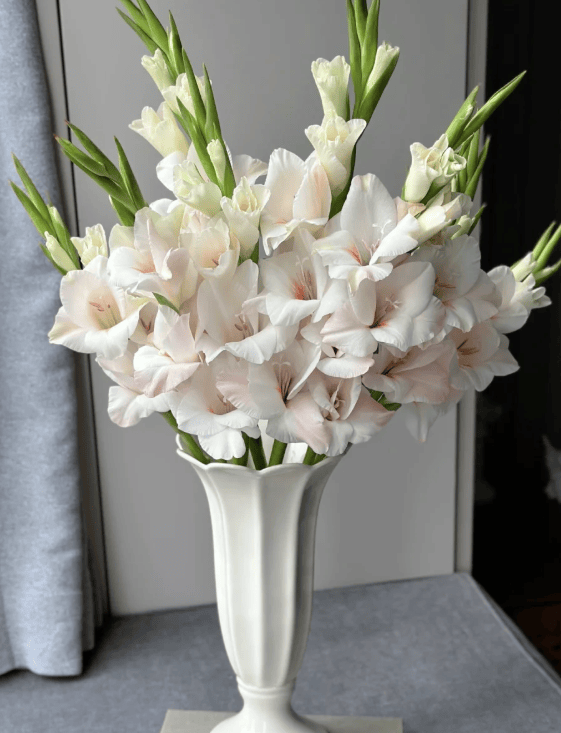 Gladiolus Champagne First Love剑兰香槟初恋 - FOREVERMORE