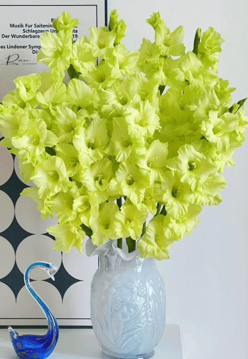 Gladiolus Green剑兰绿色 - FOREVERMORE